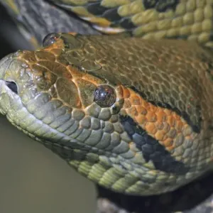 Anaconda Head Print - Eunectes murinus Anaconda Head Print - Eunectes murinus