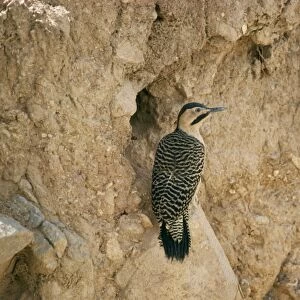 Woodpeckers Mouse Mat Collection: Andean Flicker