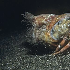 Anemone Hermit crab - lacking a hard shell of its own the hermit crab makes its home in a vacant shell. As a disguise it plants stinging anemones on its shell