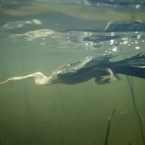 Anhinga Diving Print Anhinga Diving Print