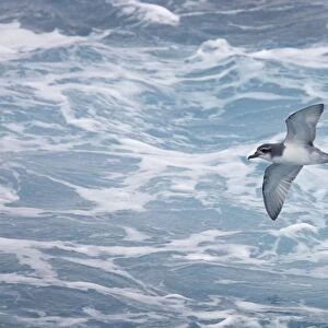 Petrels Greetings Card Collection: Antarctic Prion