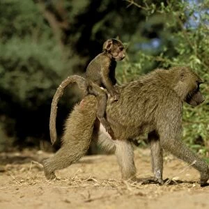 Anubis / Olive / Savanna Baboon - Walking with young on back JFL00887