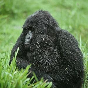 Ape: Mountain Gorillas - mother with infant in rain - Virunga Volcanoes, Rwanda, Africa