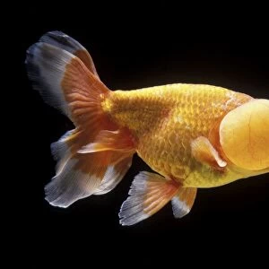 Aquarium Fish - Bubble Eye Goldfish