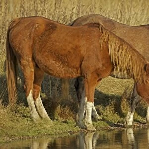Arab Horses - drinking - UK