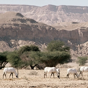 Bovidae Framed Print Collection: Arabian Oryx