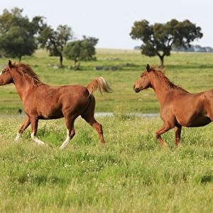 Arabic Horses - 2 trotting on meadow, Alentejo, Portugal