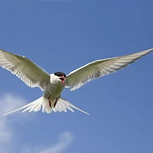Arctic Tern - in flight calling - Farne Islands - June - Northumberland - UK