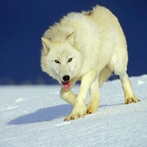 Arctic Wolf / Arctic Gray Wolf in snow. MW2423