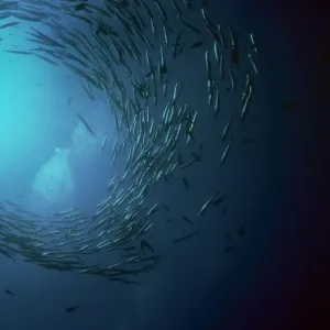 Barracuda Barracuda