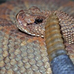 Rattlesnake Collection: Aruba Rattlesnake