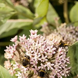 Asclepias syriaca - a milkweed, commonly grown in gardens. With visiting bumble-bees