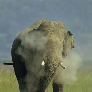 Asian / Indian Elephant (Tusker) dust-bathing Corbett National Park, India