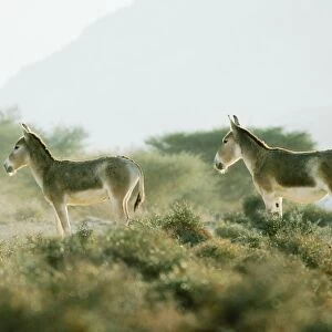 Asian Wild Ass / Asiatic Wild Ass / Kulan / onager / khur / dzigettai - desert scrub habitat