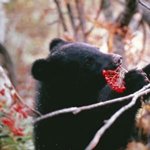 Asiatic Black Bear / Japanese Black Bear Japanese sub species, eating