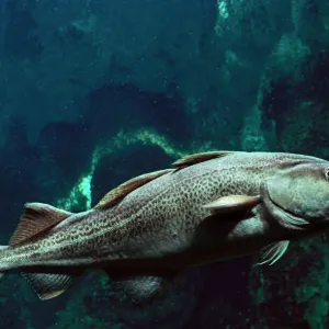 Atlantic Cod Fish Underwater Print LA-788 Atlantic Cod Fish Underwater Print LA-788