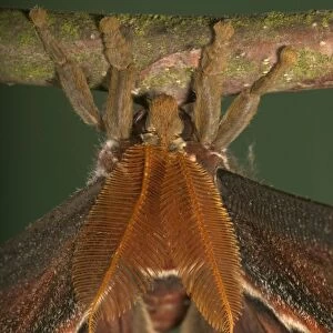 Atlas Moth - Antennas of the male. Malaysia