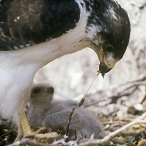 Augur Buzzard - feeding chick at nest