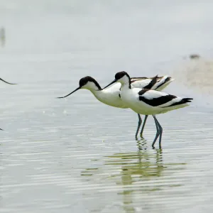 Avocet - 3 adult birds and 1 chick, Texel, Holland