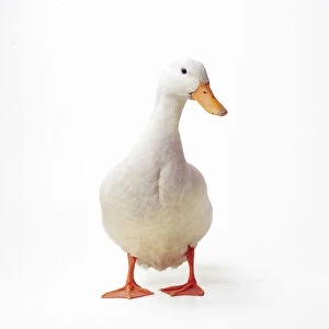 Ducks Cushion Collection: Aylesbury Duck