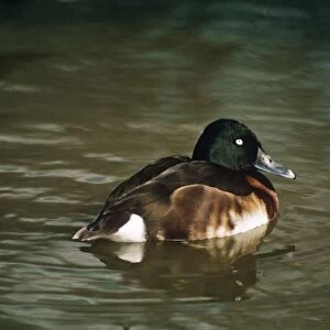 Ducks Collection: Baers Pochard