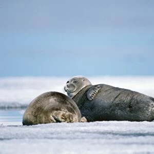 Baikal / Nerpa Seal - endemic to lake Baikal lake Baikal Russia Latin formerly know as Pusa sibirica