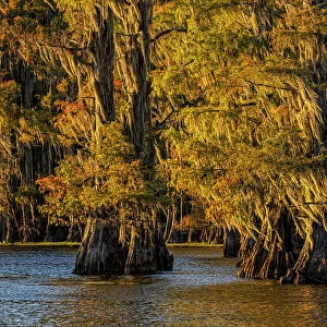 Bald cypress trees in autumn colors at sunset. Caddo Lake, Uncertain, Texas Date: 27-10-2021