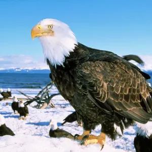 Bald Eagle Print - Close-up in Snow with Background Eagles Bald Eagle Print - Close-up in Snow with Background Eagles