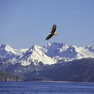 Bald Eagle In flight over Kachemak Bay, Alaska April BE5547