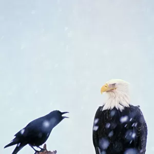 Accipitridae Poster Print Collection: Bald Eagle