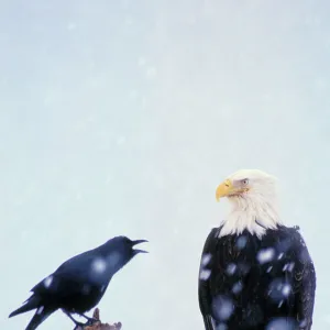 Accipitridae Fine Art Print Collection: Bald Eagle