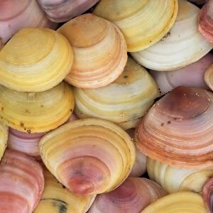 Baltic Telllin shells - carpet North sea, Belgium
