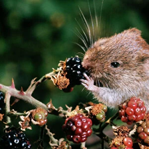 Bank Vole - feeding on blackberries