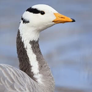 Geese Collection: Bar Headed Goose