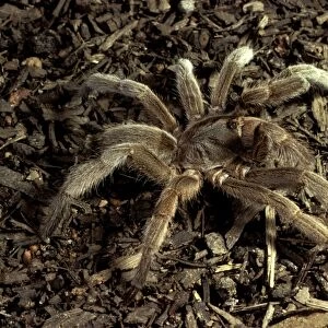 Barking spider / Bird-eating spider - Also called whistling spider as it makes an audible hiss if disturbed
