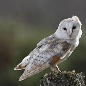 Barn Owl - on post