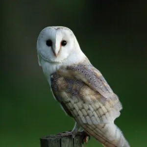 Barn Owl - Sitting on post Northumberland, England