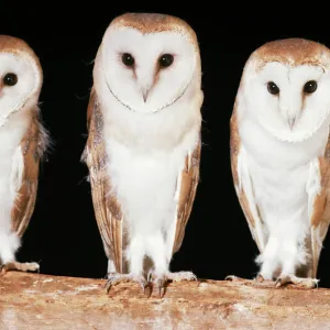 Barn Owls