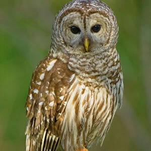 Owls Collection: Marsh Owl