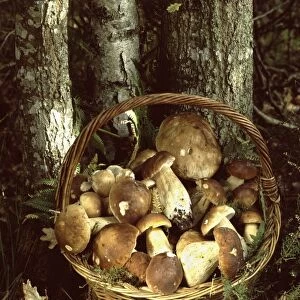 Basket of Bolete Fungi France