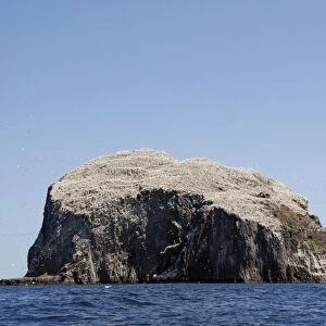 Bass Rock- a volcanic plug, a major historic seabird nesting site. Firth of Forth, Scotland