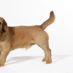 Basset Fauve De Bretagne Dog Studio Print Art Prints