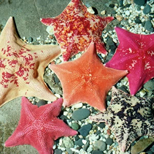 Sea Stars Collection: Related Images
