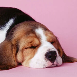 Beagle Dog - puppy