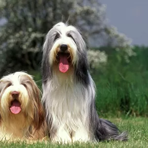 Pastoral Photographic Print Collection: Bearded Collie