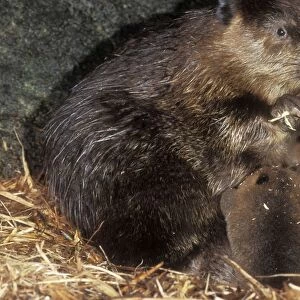Beaver Mother & kits inside lodge