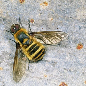 Bee Fly - basking (note wig venation) UK