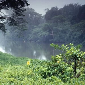 Belize - Rainforest River
