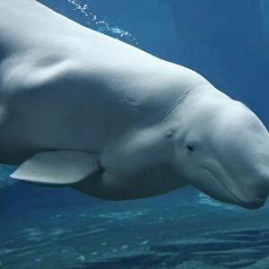 Beluga / White Whale. Vancouver Aquarium - British Colombia - Canada
