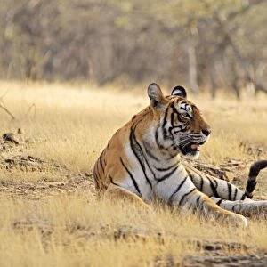 Bengal / Indian Tiger - in dry grassland. Ranthambhor National Park - India